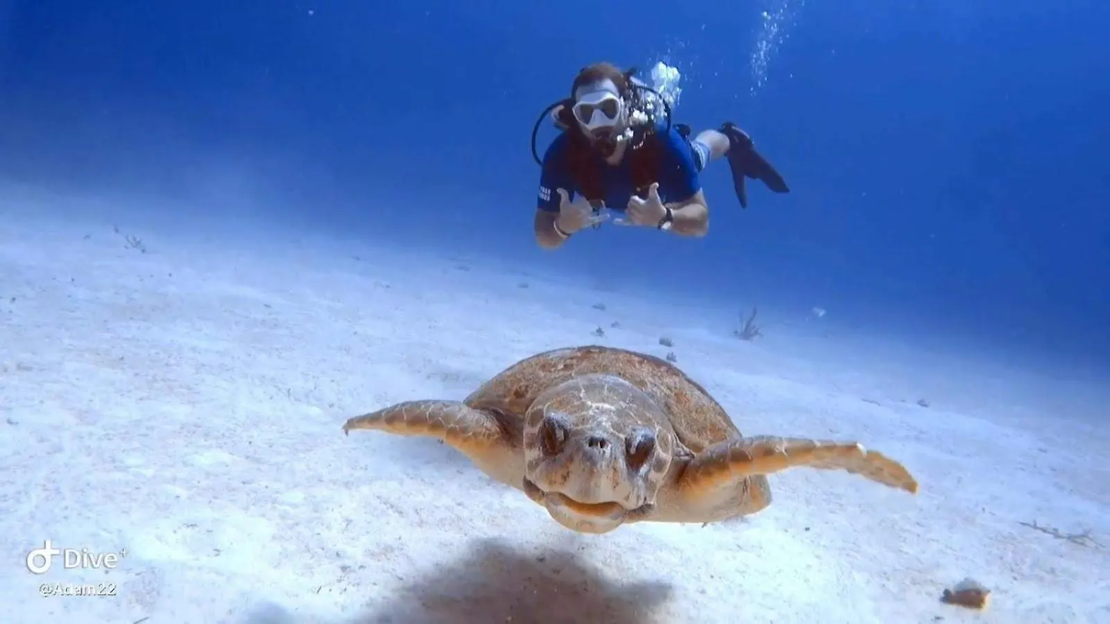 Diver'S Paradise West Bay