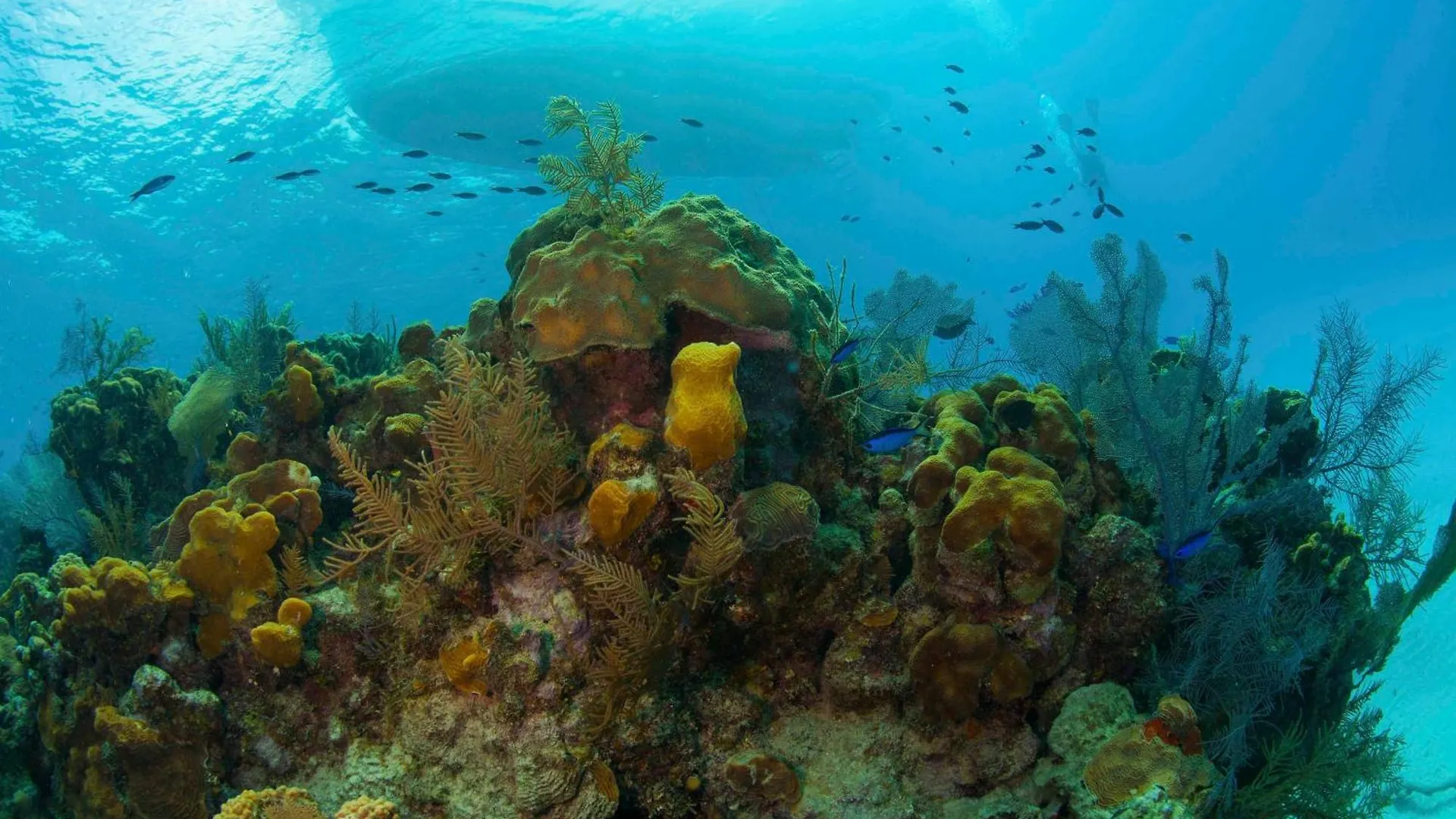 Diver'S Paradise West Bay 0*,  Cayman Islands