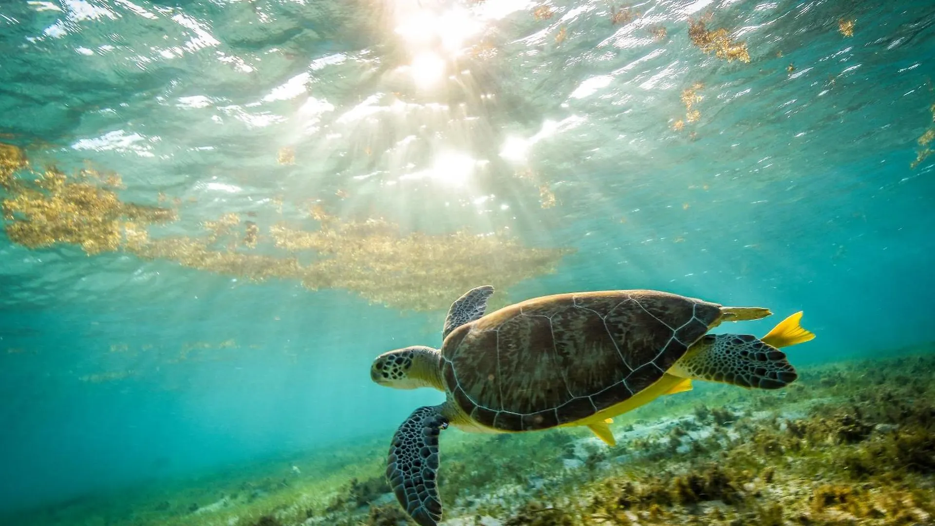 Apartment Diver'S Paradise West Bay Cayman Islands